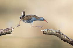 Afbeelding invoegen